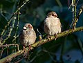 47 House sparrows in CP (60060) uploaded by Rhododendrites, nominated by Rhododendrites,  21,  0,  0