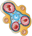 Tipovi ćelija u glomerulnom dijelu bubrežnog nefrona. Prisutni su podociti, endotelne ćelije i glomerulske mezangijske ćelije.