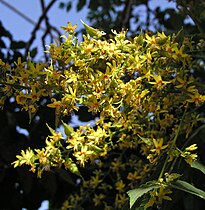 Koelreuteria paniculata, árbol chino del barniz