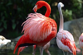 ** Фламінго червоний (Phoenicopterus ruber)