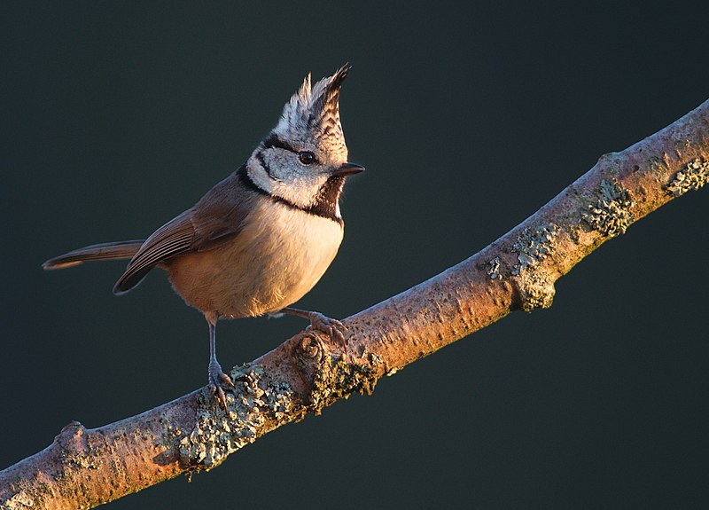 File:Lophophanes cristatus Luc Viatour 2.jpg