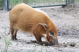 Potamochoerus porcus digging at Lowry Park Zoo.JPG