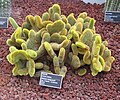 Rebutia fasciée