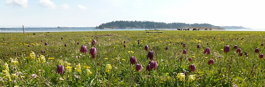 Gullviva och Kungsängslilja blommar på strandängen i Sandemars naturreservat, maj 2012. Vid horisonten skymtar Dalarö skans. Reservatet är mest känt för det rika fågellivet på strandängarna väster om Sandemars slott och ett område med Södertörns finaste rikkärr i öster. Området utgör riksintresse för naturvård, kulturminnesvård och friluftsliv.