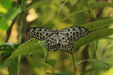 The Malabar tree nymph is endemic to the Western Ghats.