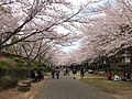 おゆみの野遊歩道（四季の道 春の道）