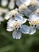 Achillea millefolium 104218314.jpg