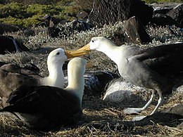 Galápagosi albatrosz (Phoebastria irrorata)