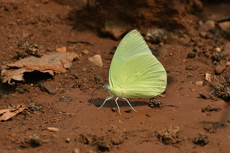 File:Close Wing Mud Puddle Catopsilia pomona (Fabricius, 1775) - Lemon Emigrant WLB DSC 6621a 12.jpg