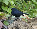 Male; Sigiriya, Sri Lanka