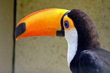 Toucan-2007-mosobl.jpg