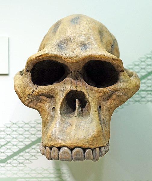 File:Australopithecus africanus skull.jpg