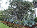 Grove of tree aloes, with blue Agave attenuata, Huntington Desert Garden