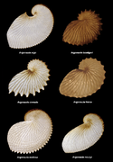 Diverses coquilles d'espèces du genre Argonauta