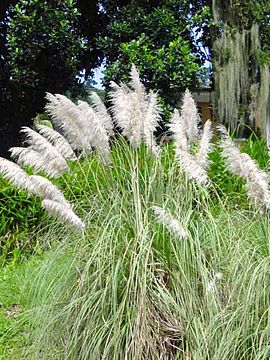 Cortaderia selloana