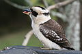 Dandenong Ranges, Victoria