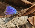 at Jayanti in Buxa Tiger Reserve in Jalpaiguri district of West Bengal, India.