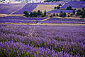 Laventel velde in Provence