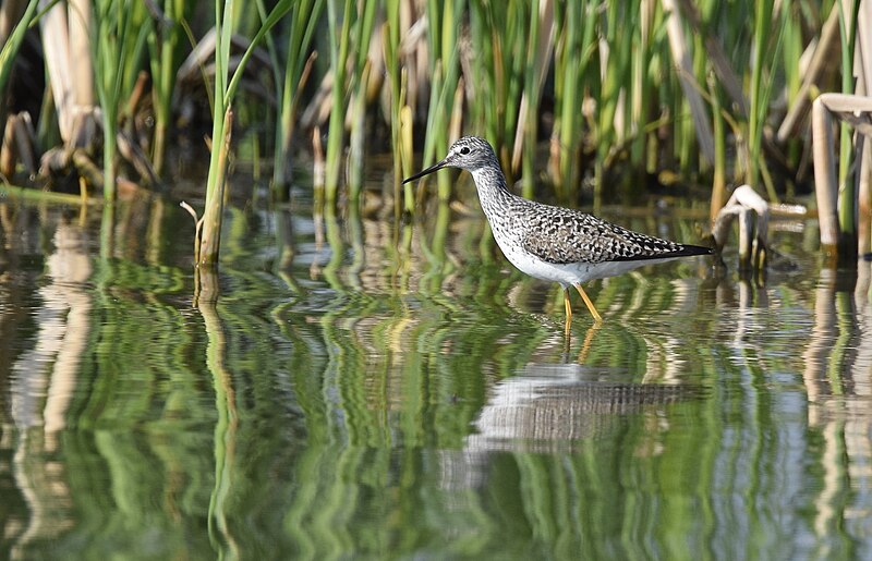 File:Lesser Yellowlegs - 26596187161.jpg