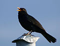 Amsel