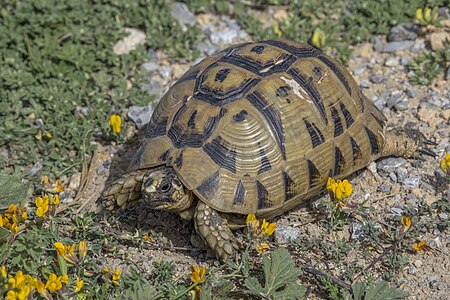 Tunisian tortoise, by Charlesjsharp