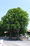 Linden beim Lindenhof