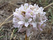 Fiori nella biosfera di Puebla de la Sierra