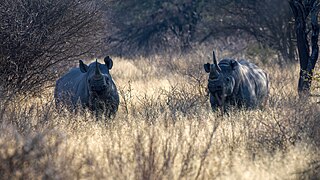 Black rhino monitoring at working with wildlife.jpg