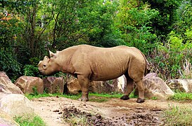 Eastern black rhinoceros.jpg