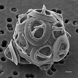 Gephyrocapsa oceanica est une espèce d'algue microscopique unicellulaire (Coccolithophoridés) du phytoplancton. Photographie réalisée par microscopie électronique à balayage. (définition réelle 1 600 × 1 600*)