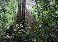 Huge Buttress roots (28115225997).jpg