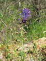 Muscari comosum