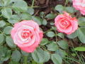 'Bella Rosa', Kordes 1982