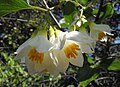 Sturač lékařský (Styrax officinalis)