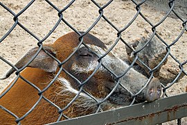 Tallinn Zoo Potamochoerus porcus.jpg