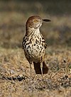 Brown Thrasher