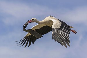 White stork