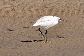 Fuerteventura, Canary Islands, Spain