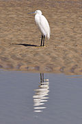 Fuerteventura, Canary Islands, Spain