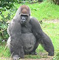 Gorilla (Gorilla)