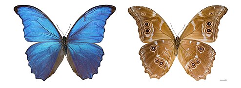 Morpho didius - Pérou