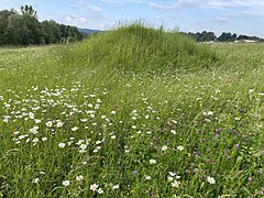 Bienenhügel – muss periodisch von Vegetation befreit werden