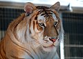 Orange bengal tiger