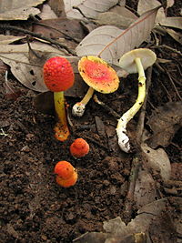 Amanita rubrovolvata