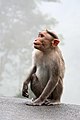 55 Bonnet Macaque HD uploaded by Mydreamsparrow, nominated by Mydreamsparrow,  8,  2,  0