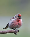 Male; Lochwinnoch, Renfrewshire, Scotland