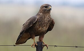 Photographie en couleurs d'un rapace brun, vu de trois quarts, perché sur une clôture de barbelés.