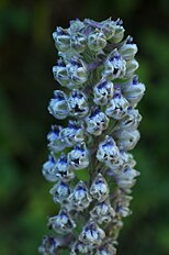 <center>Delphinium californicum</center>