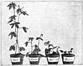 File:Die Gartenlaube (1898) b 0772_1.jpg Einfluß verschiedenfarbigen Lichtes auf das Wachstum der Sinnpflanze (Mimosa pudica)