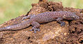 Lézard de couelur rose violacé